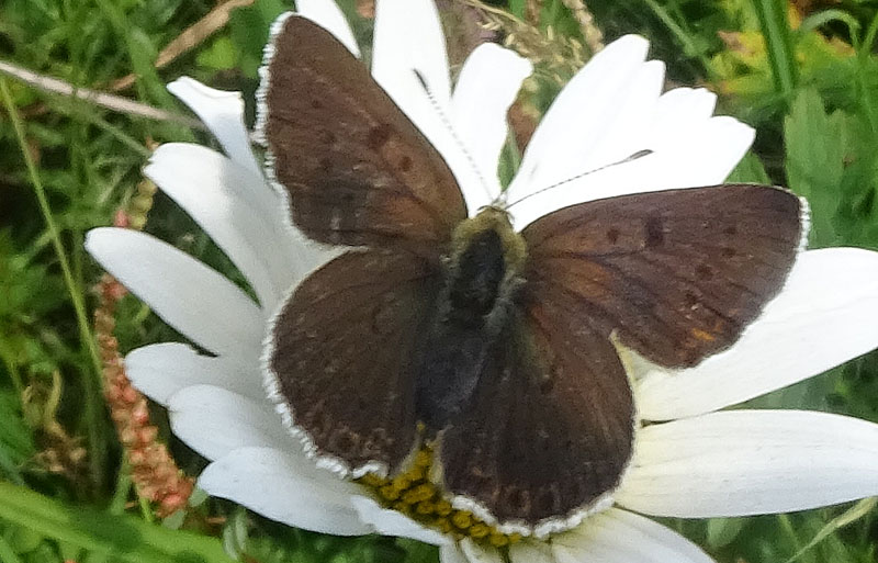 in trasparenza: Lycaena tithyrus subalpinus